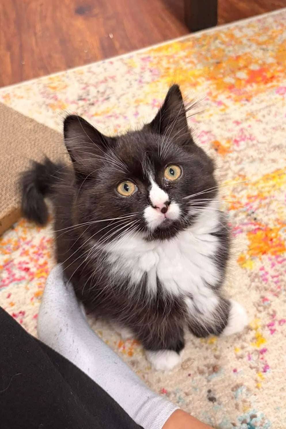 Athena - Domestic Shorthair available for adoption
