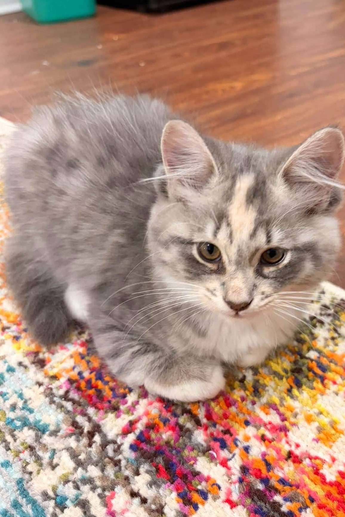 Valencia - Domestic Shorthair available for adoption
