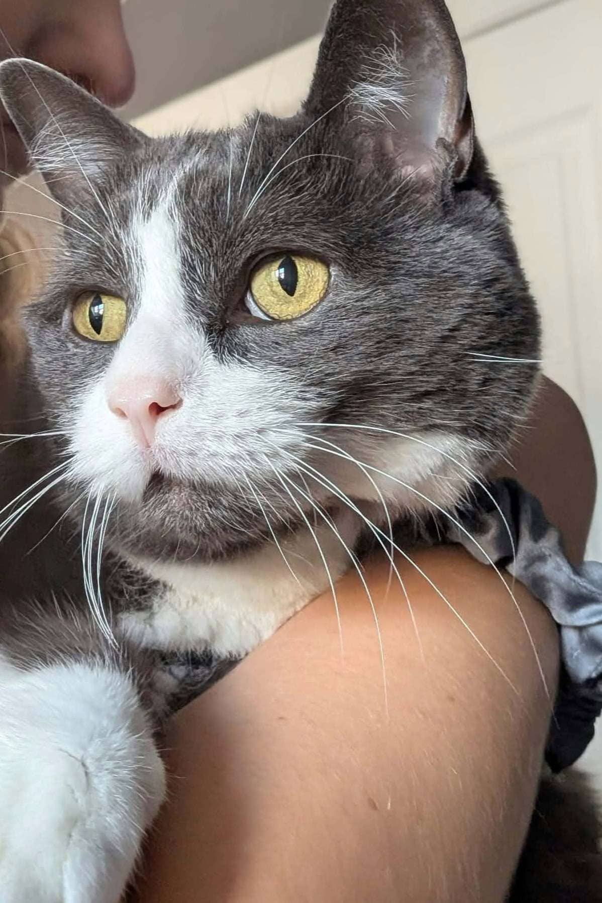 Archie - Domestic Shorthair available for adoption