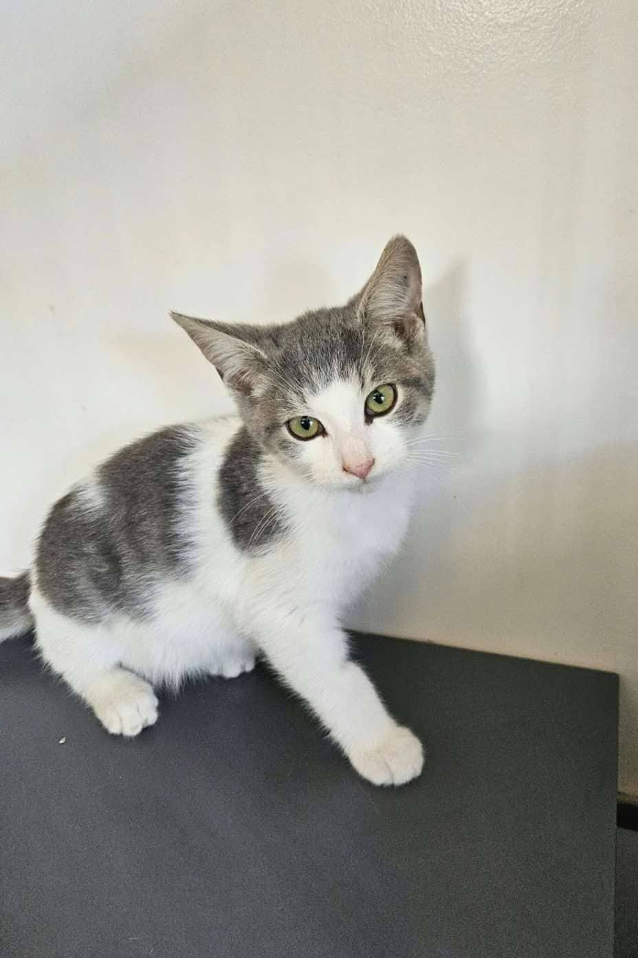 Beaker - Domestic Shorthair cat available for adoption at Furry Tales Cat Rescue in Ottawa