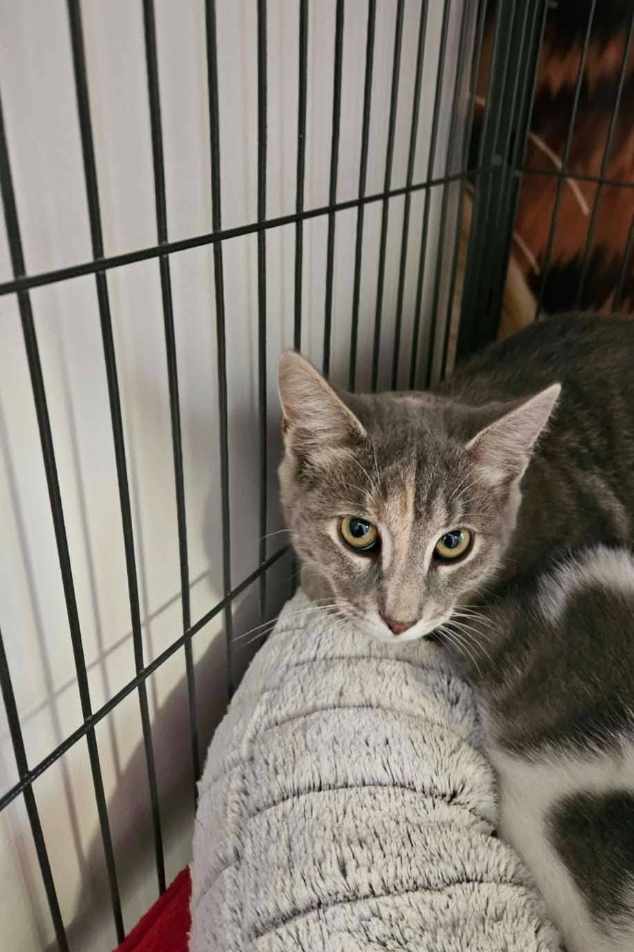 Elara - Domestic Shorthair cat available for adoption at Furry Tales Cat Rescue in Ottawa