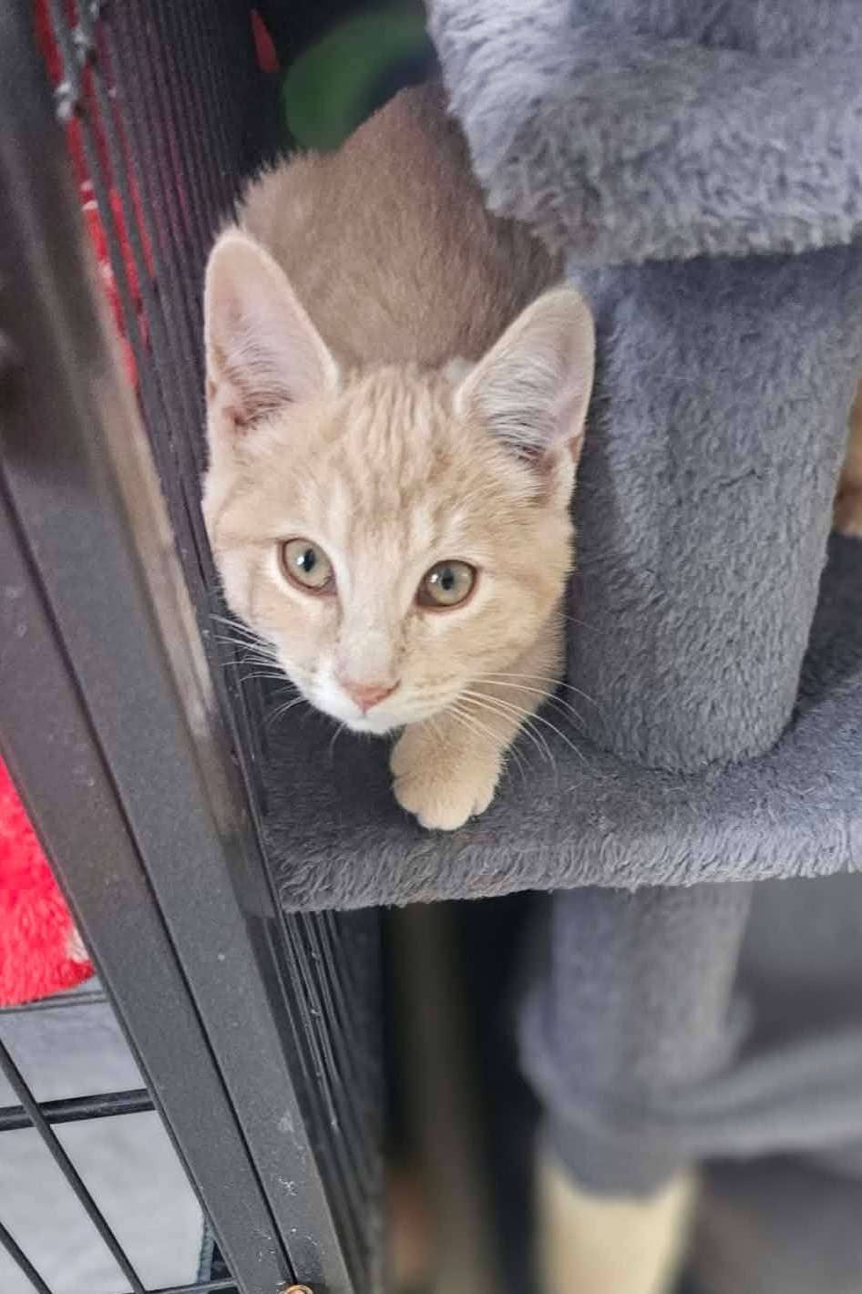 Jazz - Domestic Shorthair cat available for adoption at Furry Tales Cat Rescue in Ottawa