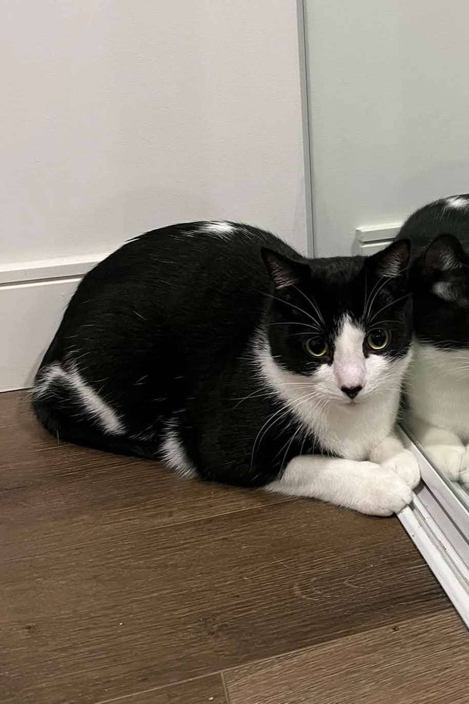 Arlo - Domestic Shorthair available for adoption