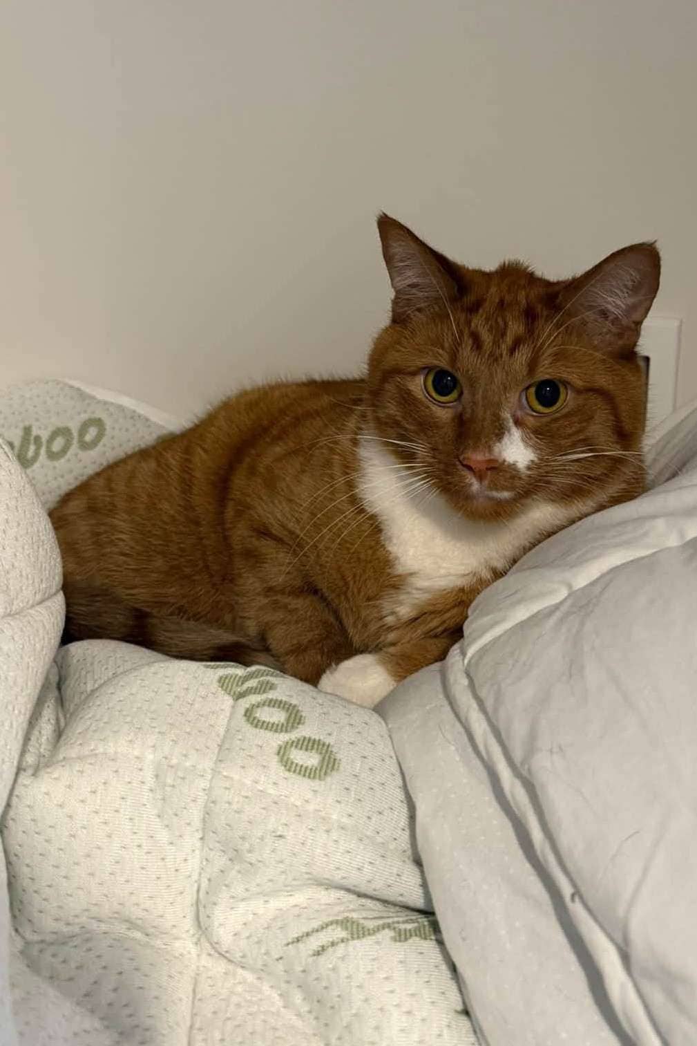 Finn - Domestic Shorthair available for adoption