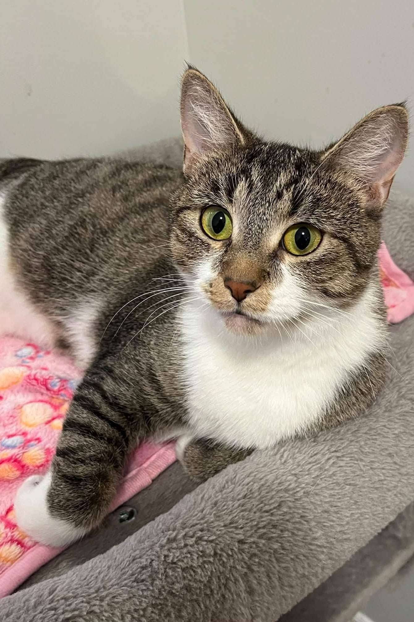 Lucille - Domestic Shorthair cat available for adoption at Furry Tales Cat Rescue in Ottawa