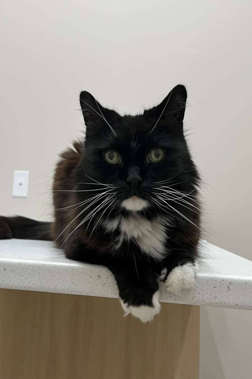 Casio - Domestic Shorthair cat available for adoption at Furry Tales Cat Rescue in Ottawa