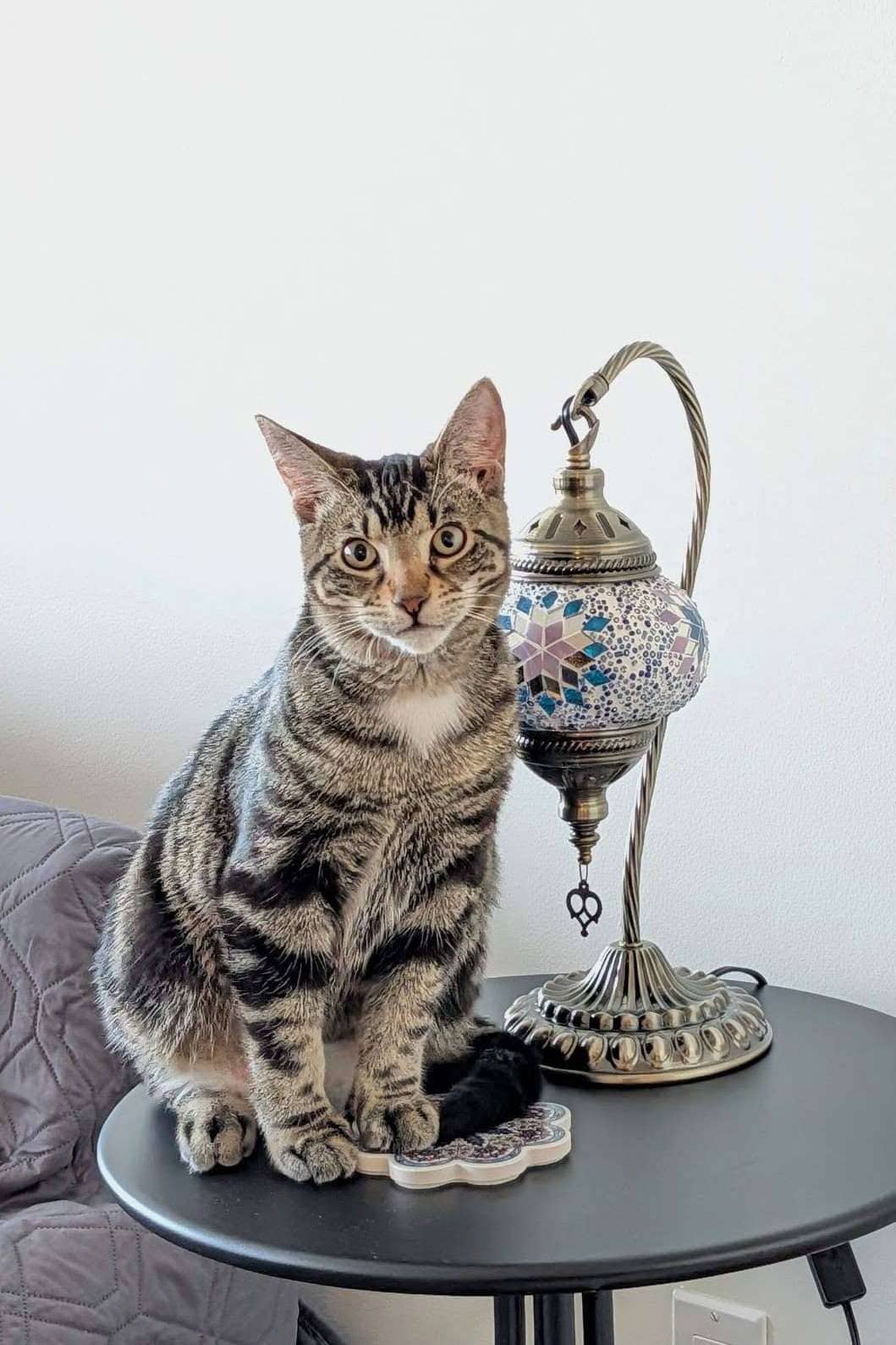 Dior - Domestic Shorthair available for adoption