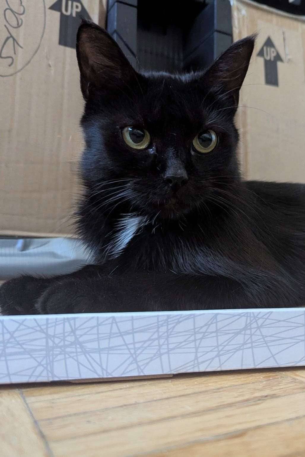 Nikita - Domestic Shorthair cat available for adoption at Furry Tales Cat Rescue in Ottawa