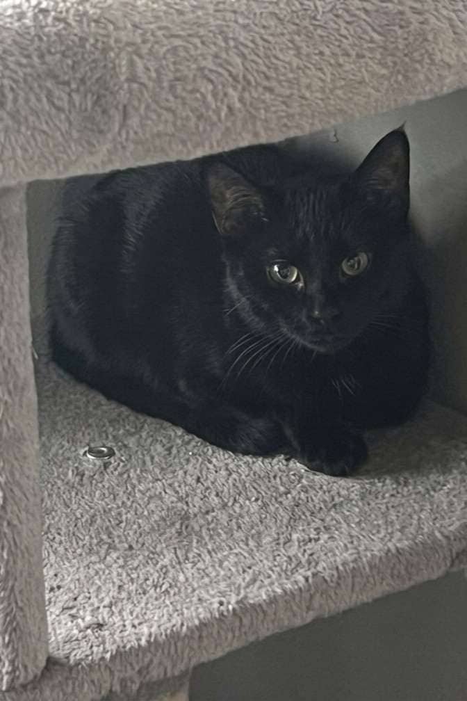 Coco - Domestic Shorthair cat available for adoption at Furry Tales Cat Rescue in Ottawa