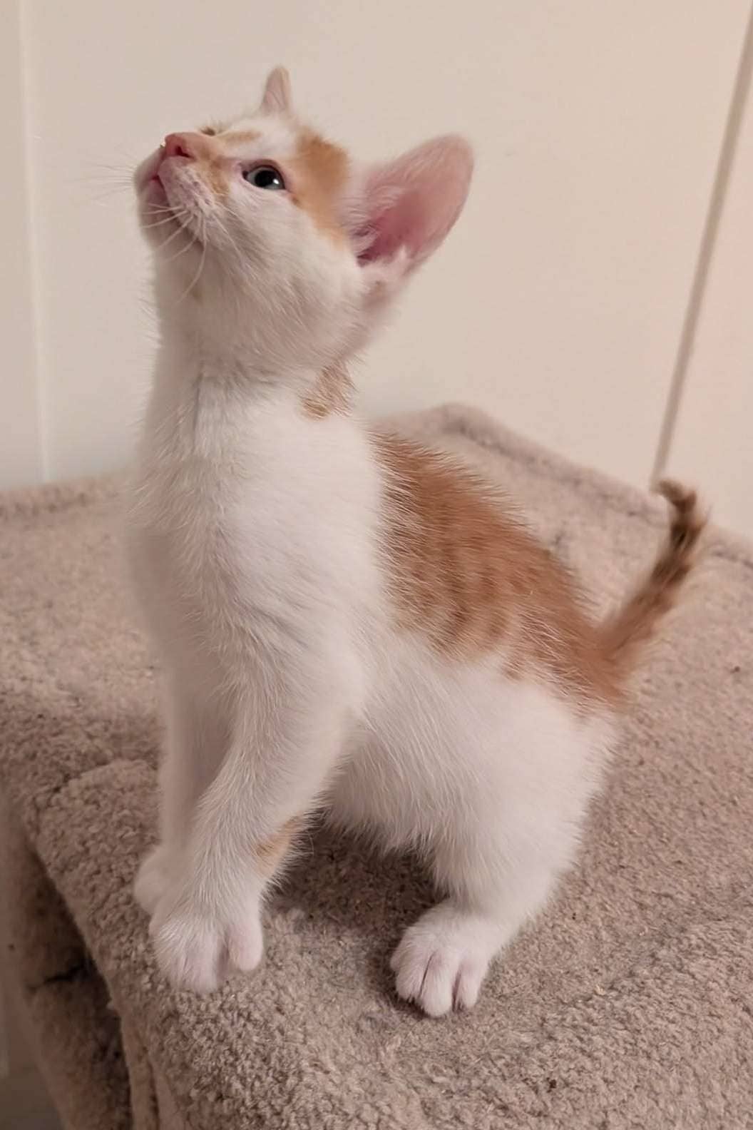 Altair - Domestic Shorthair cat available for adoption at Furry Tales Cat Rescue in Ottawa