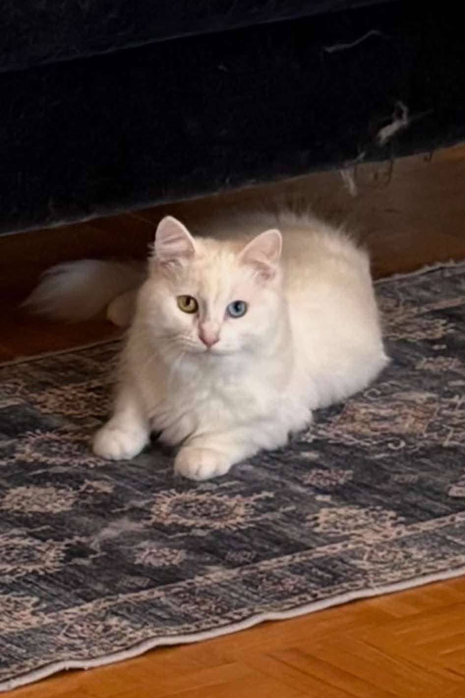 Lily - Domestic Shorthair cat available for adoption at Furry Tales Cat Rescue in Ottawa