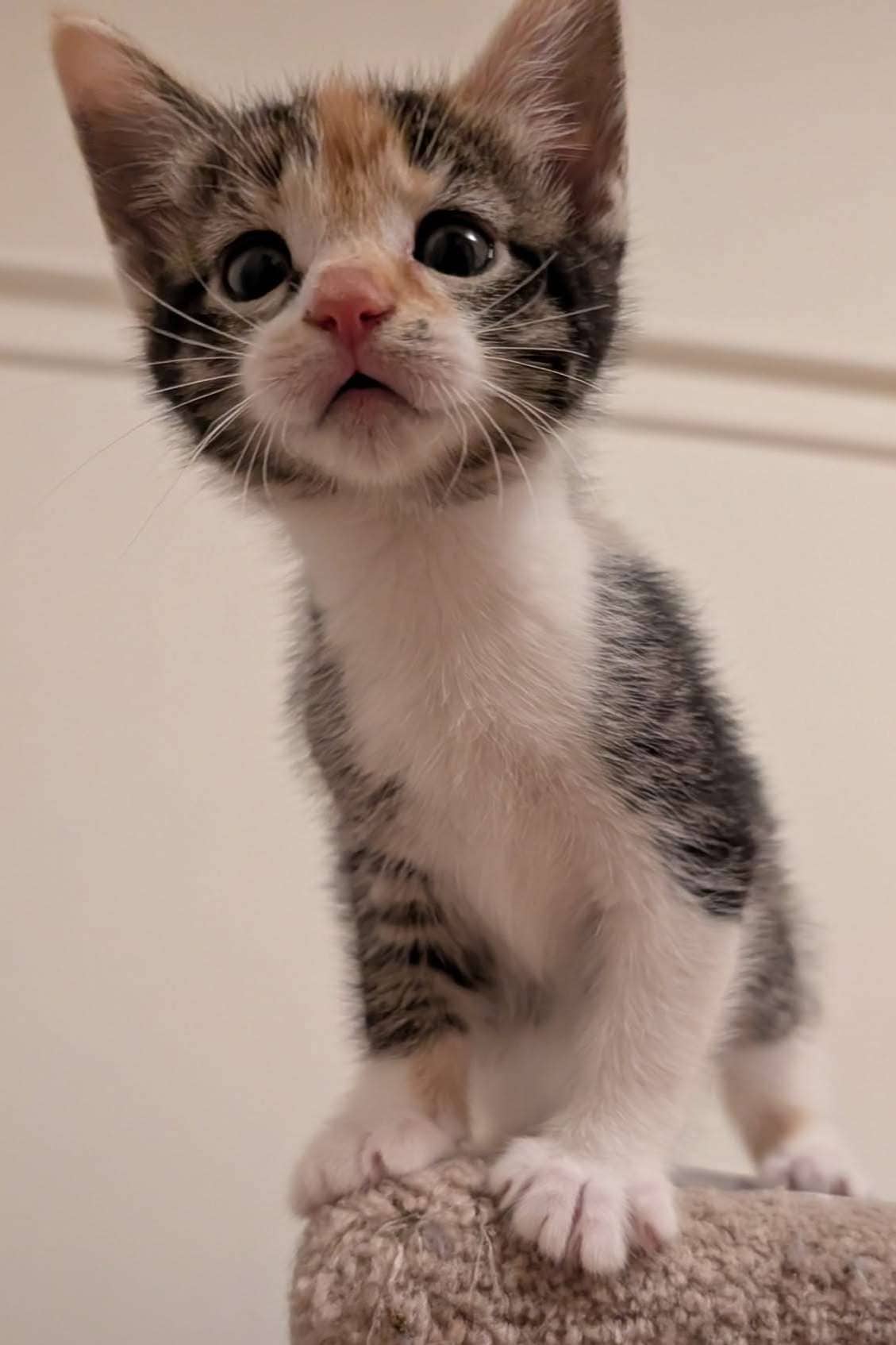 Mira - Domestic Shorthair cat available for adoption at Furry Tales Cat Rescue in Ottawa