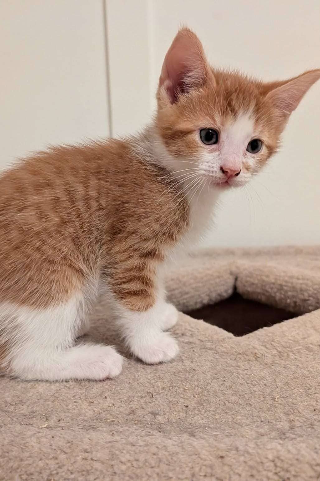 Rigel - Domestic Shorthair cat available for adoption at Furry Tales Cat Rescue in Ottawa