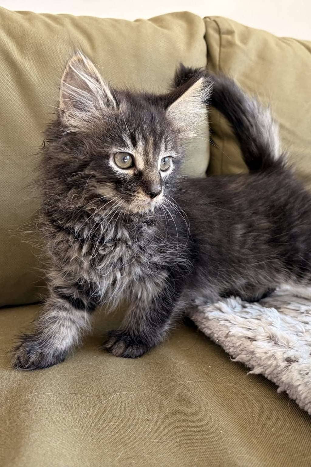 Trixie - Domestic Shorthair cat available for adoption at Furry Tales Cat Rescue in Ottawa
