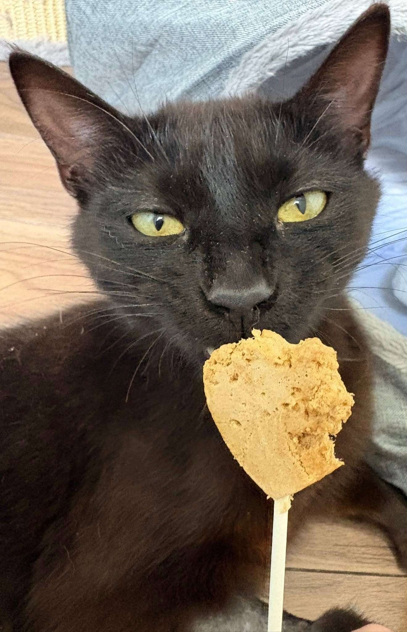 Calliope - Domestic Shorthair available for adoption