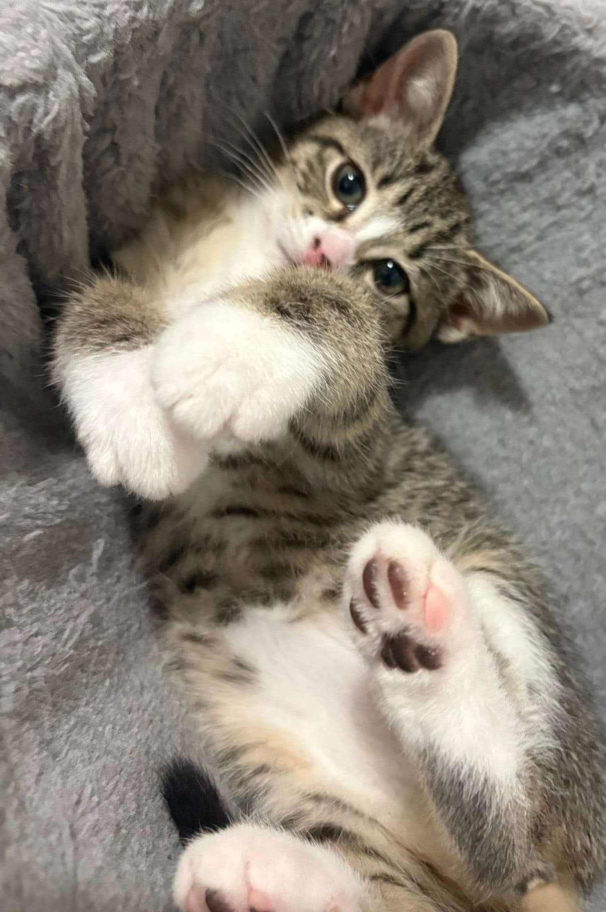 Cora - Domestic Shorthair cat available for adoption in Calgary