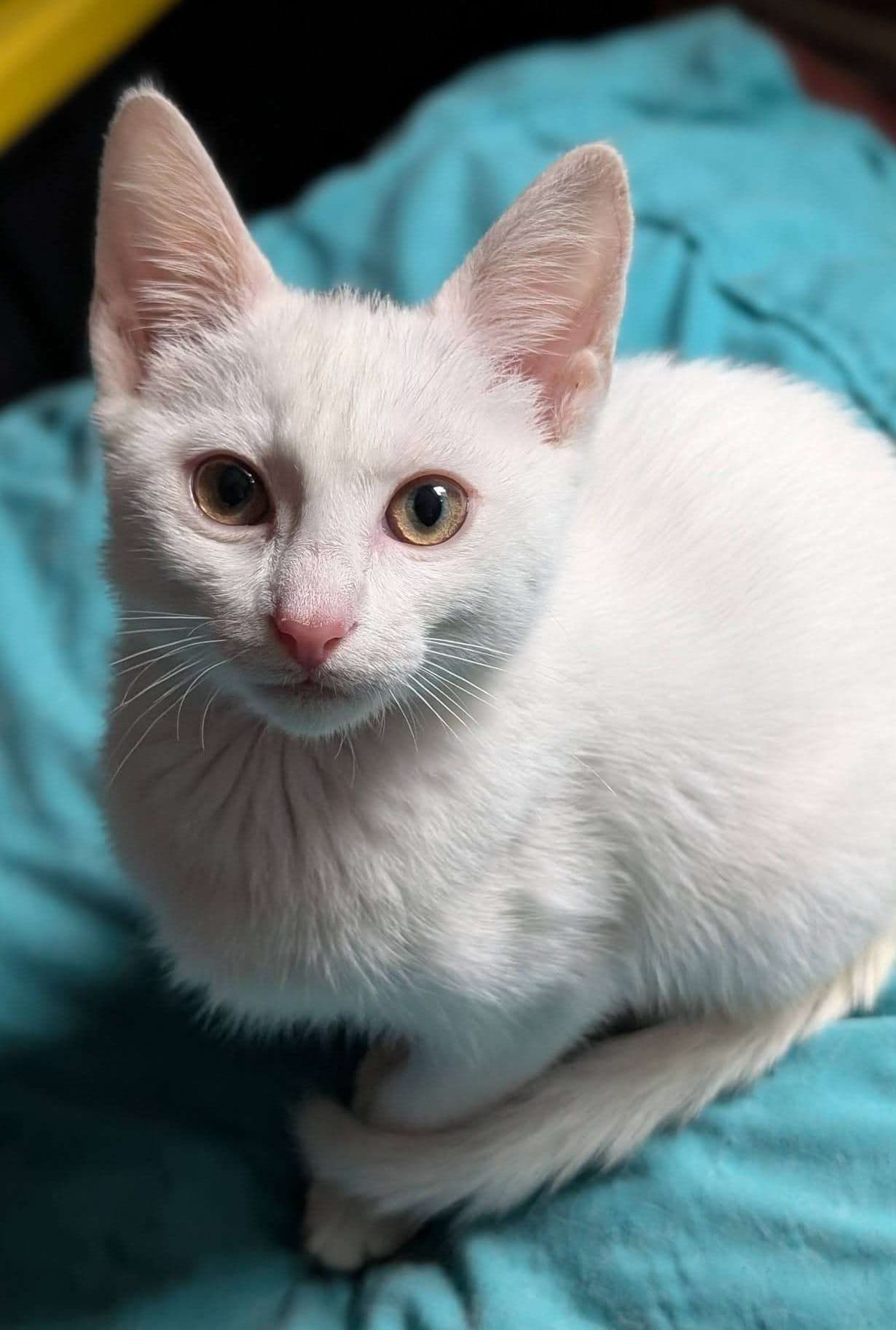 Toupe - Domestic Shorthair cat available for adoption in Calgary