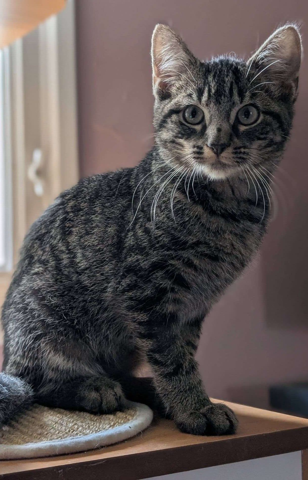 WD - Domestic Shorthair cat available for adoption in Calgary