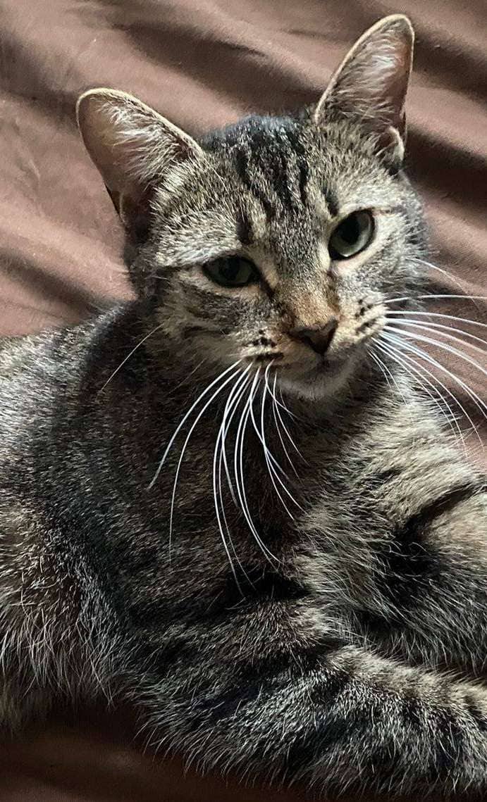 Maya - Domestic Shorthair available for adoption