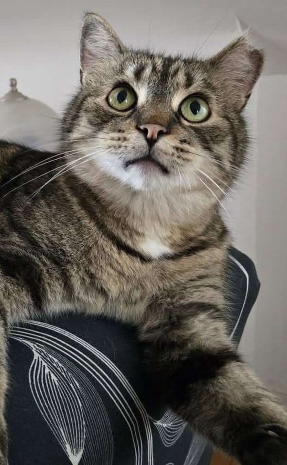 Seamus - Domestic Shorthair available for adoption
