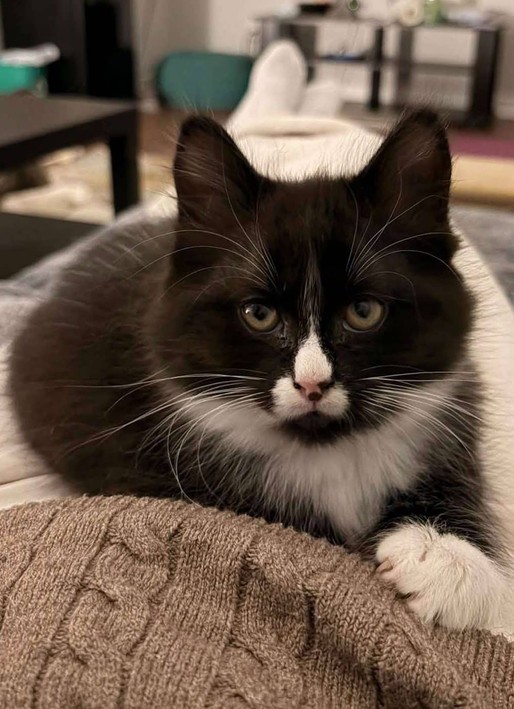 Athena - Domestic Shorthair cat available for adoption at Furry Tales Cat Rescue in Ottawa