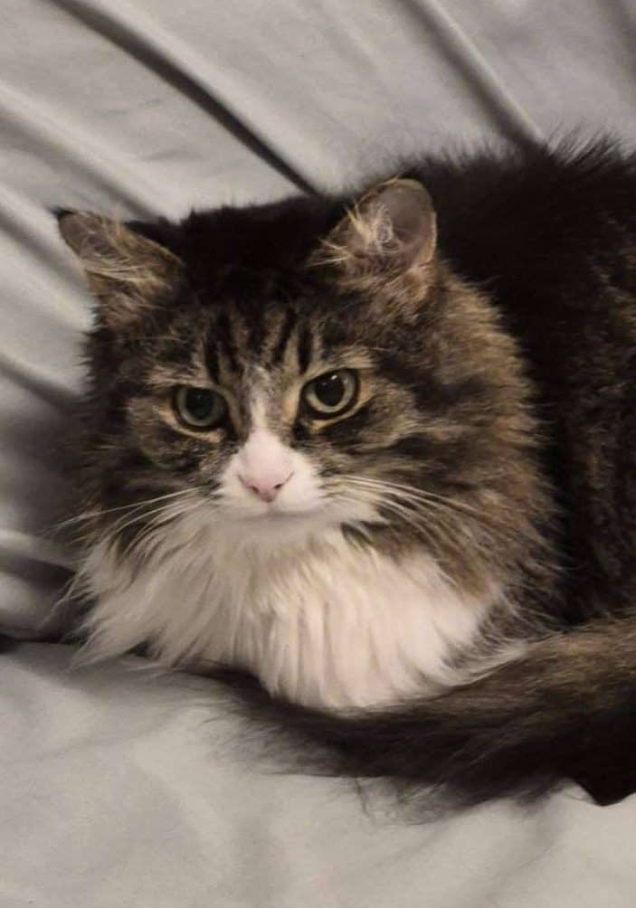 Buffy - Domestic Shorthair available for adoption