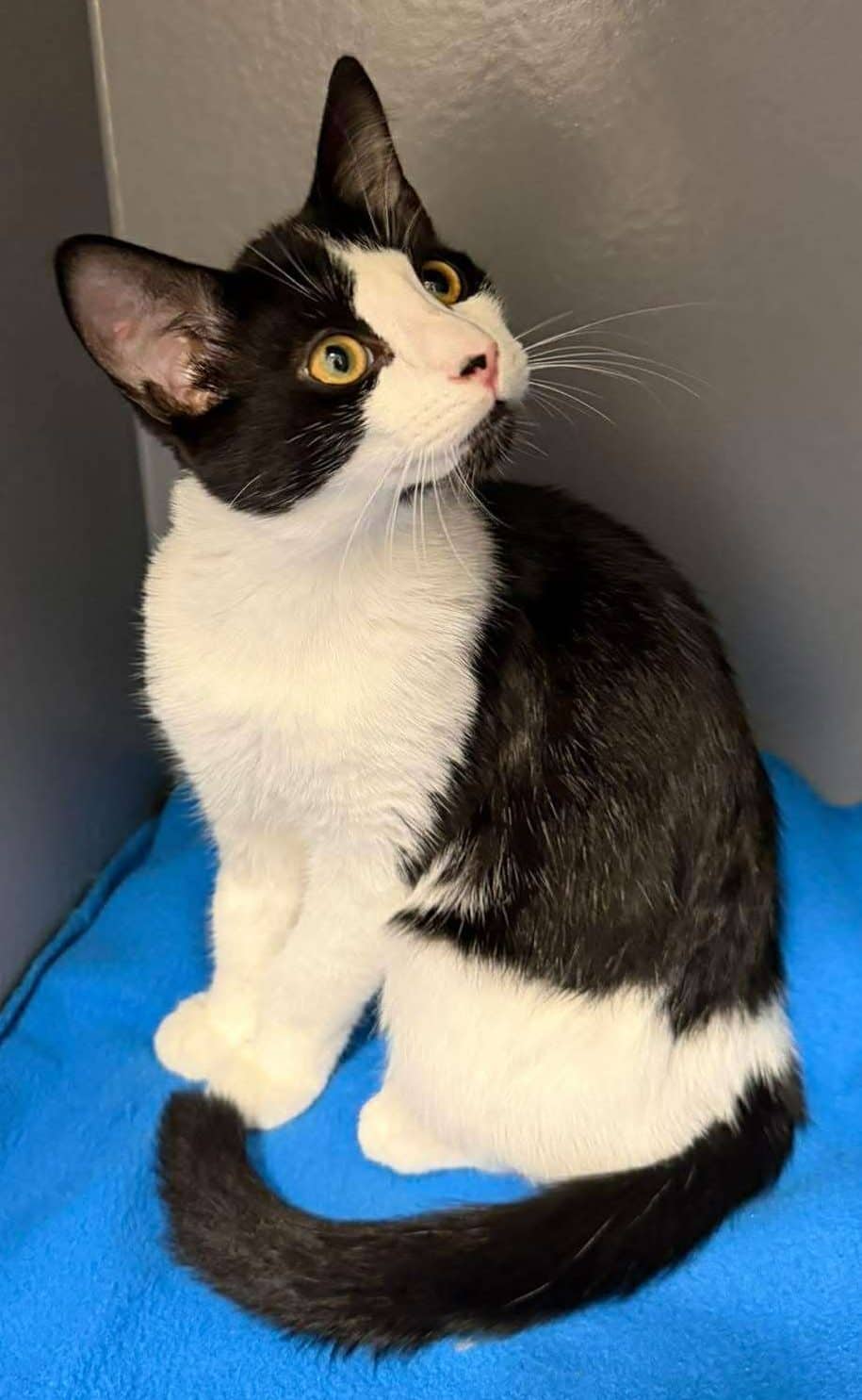 Sonya - Domestic Shorthair cat available for adoption at Furry Tales Cat Rescue in Ottawa