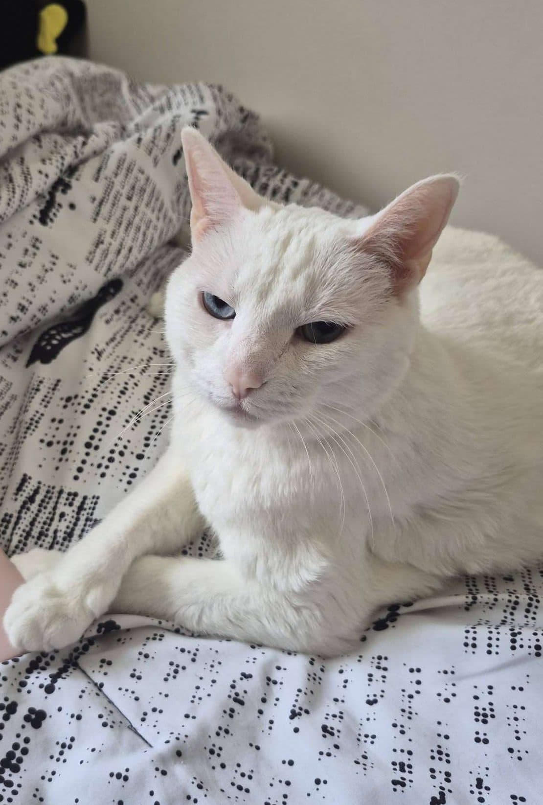 Cece - Domestic Shorthair cat available for adoption at Furry Tales Cat Rescue in Ontario