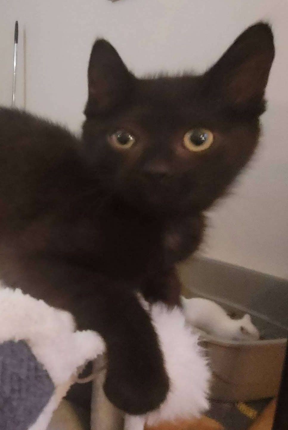 Andre Curtis - Domestic Shorthair cat available for adoption at Furry Tales Cat Rescue in Ottawa