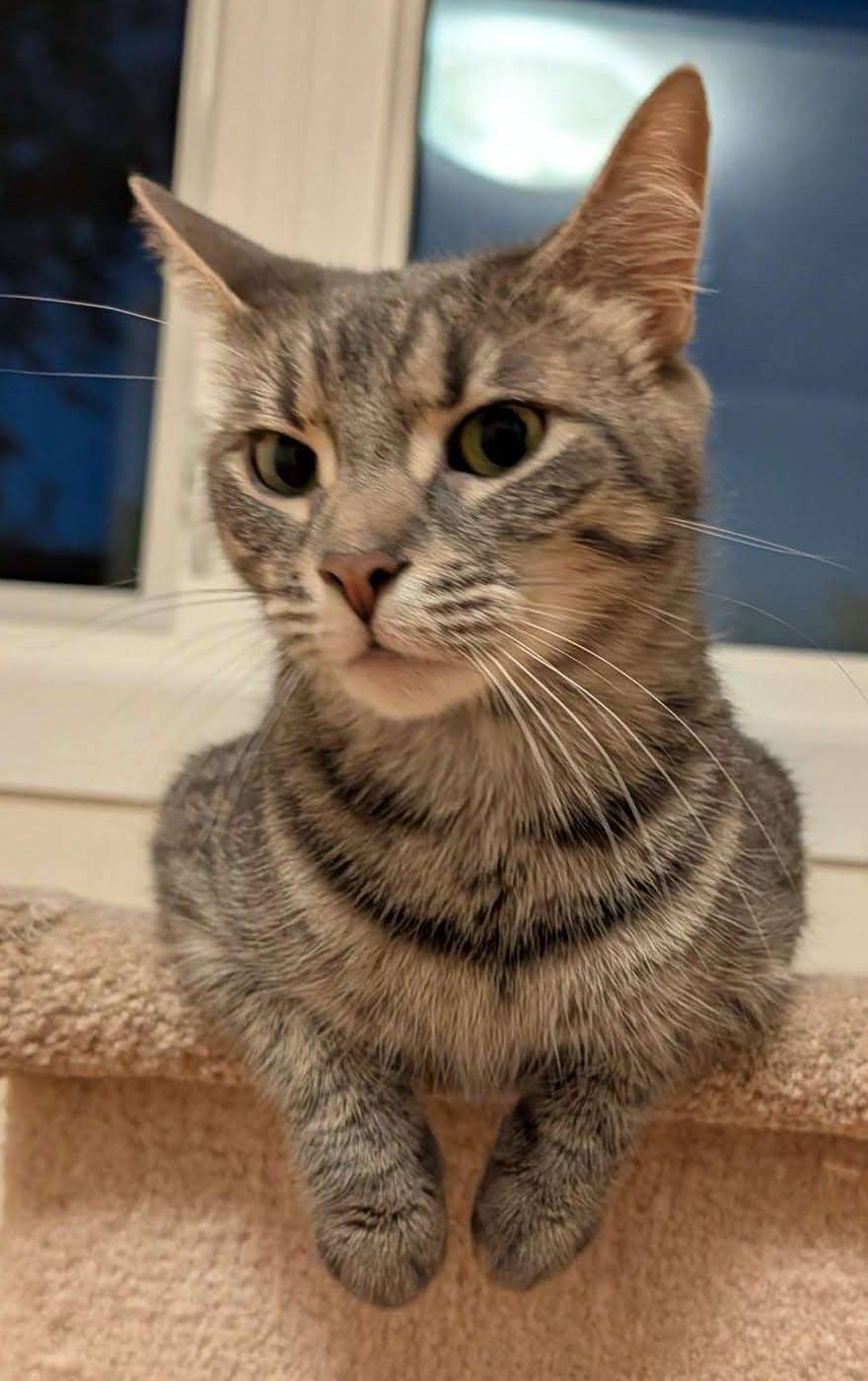 Disney - Domestic Shorthair cat available for adoption at Furry Tales Cat Rescue in Ottawa