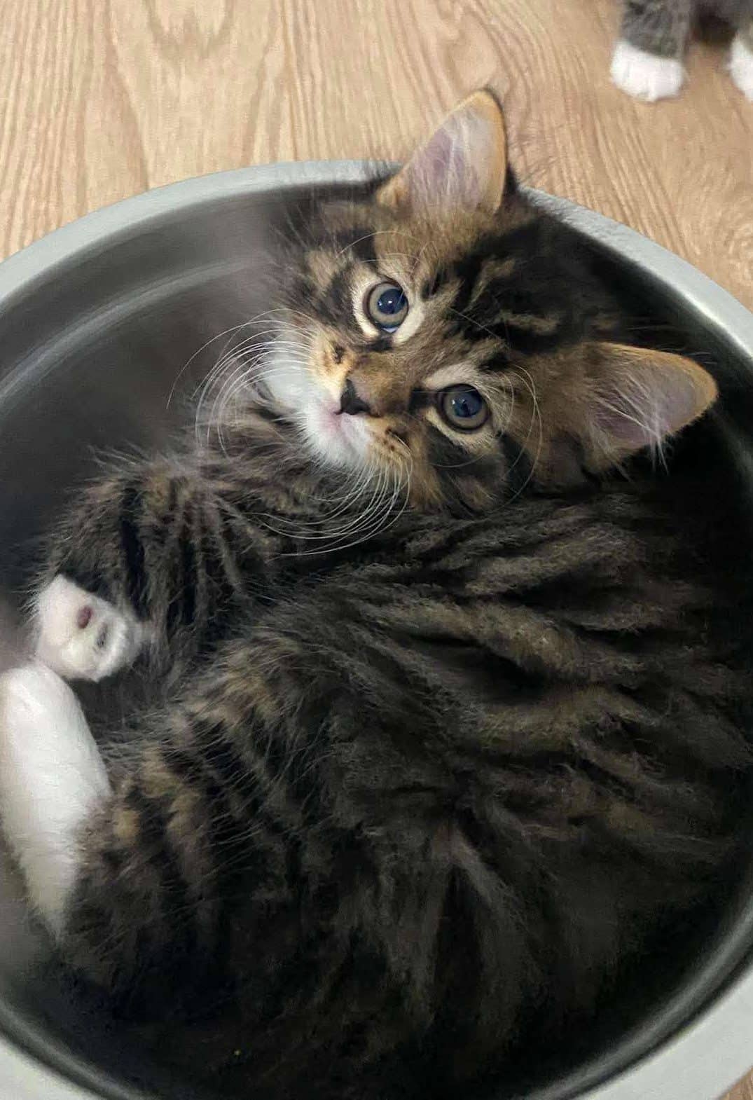 Lock - Domestic Shorthair cat available for adoption at Furry Tales Cat Rescue in Ottawa