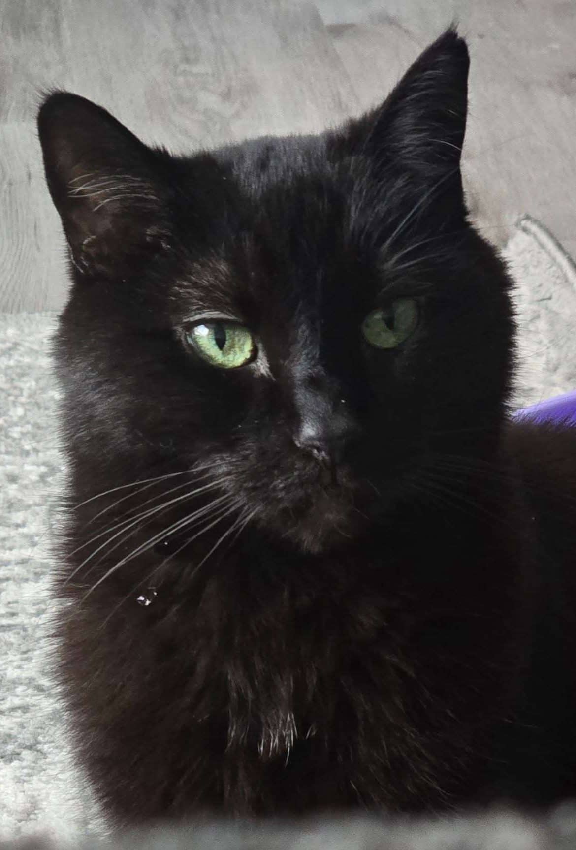 Lovey - Domestic Shorthair available for adoption