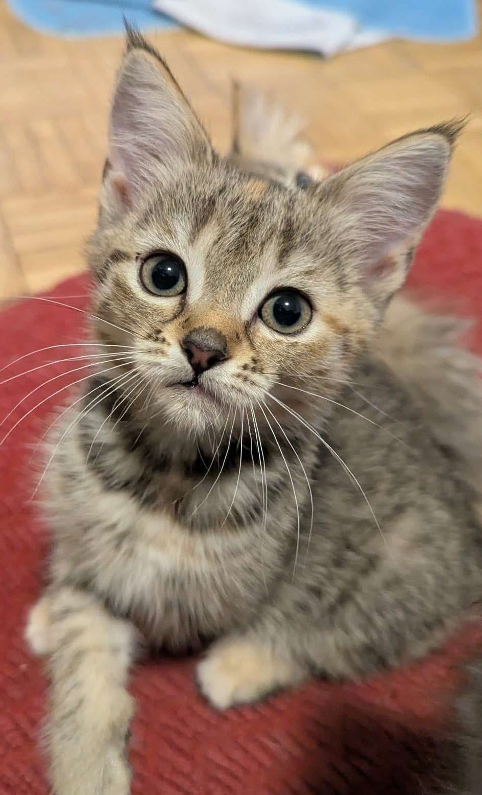 Minx - Domestic Shorthair cat available for adoption at Furry Tales Cat Rescue in Ottawa