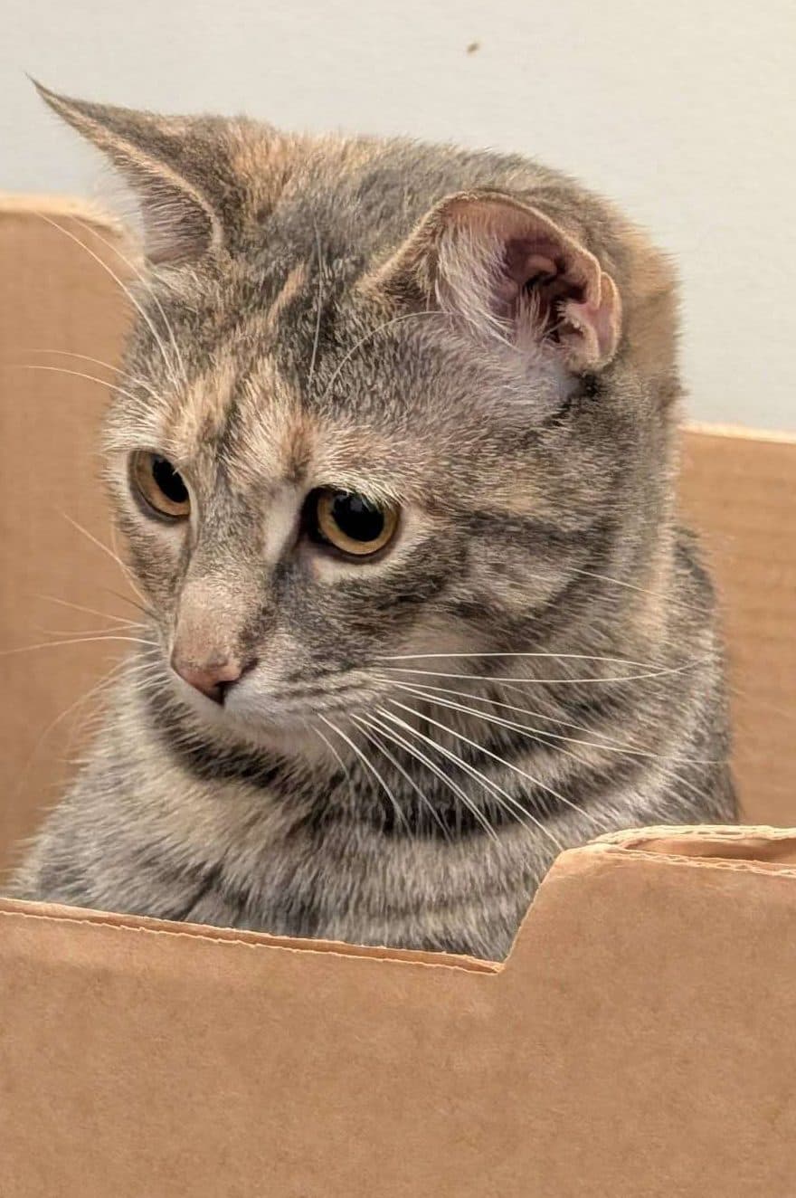 Pocahontas - Domestic Shorthair cat available for adoption at Furry Tales Cat Rescue in Ontario