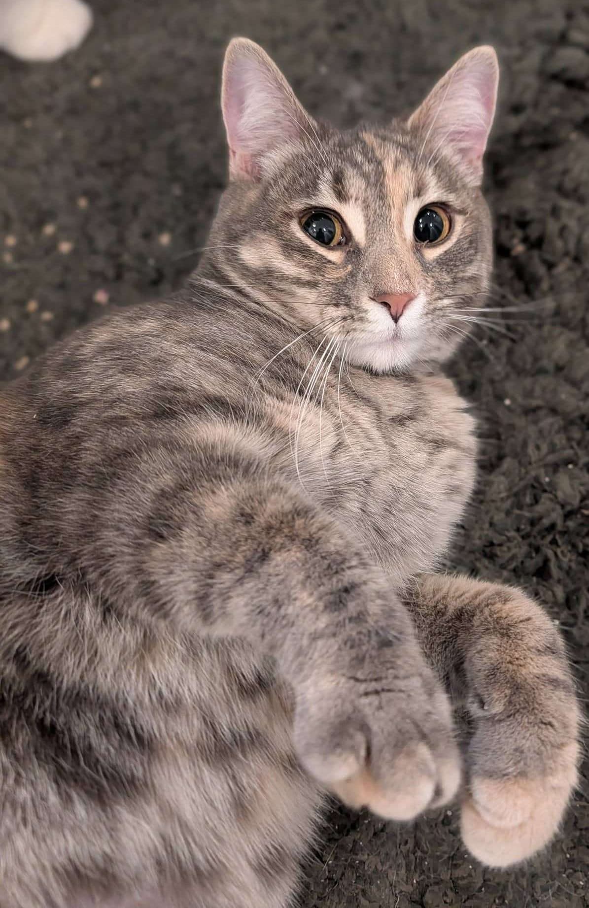 Rapunzel - Domestic Shorthair cat available for adoption at Furry Tales Cat Rescue in Ontario
