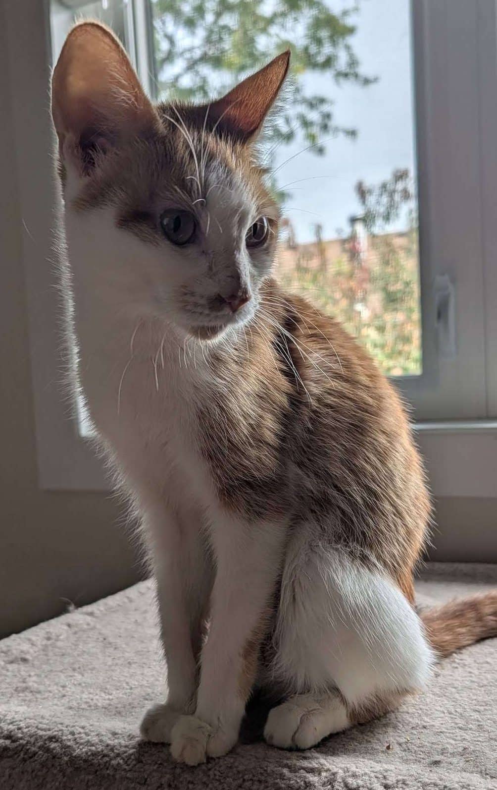 Cassie - Domestic Shorthair cat available for adoption at Furry Tales Cat Rescue in Ottawa
