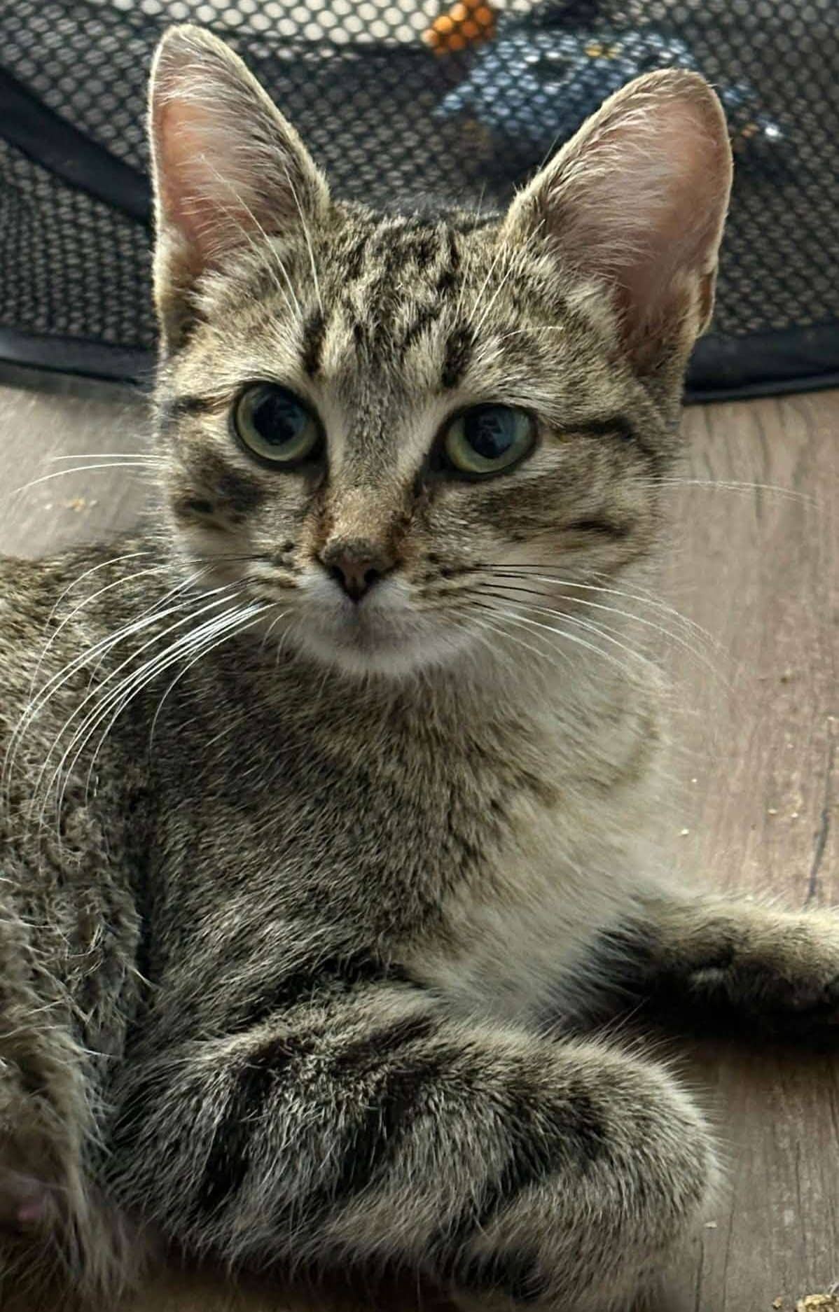 Rhea - Domestic Shorthair available for adoption