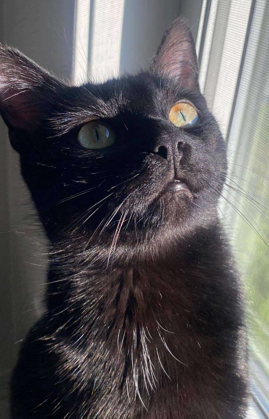 Iris - Domestic Shorthair available for adoption