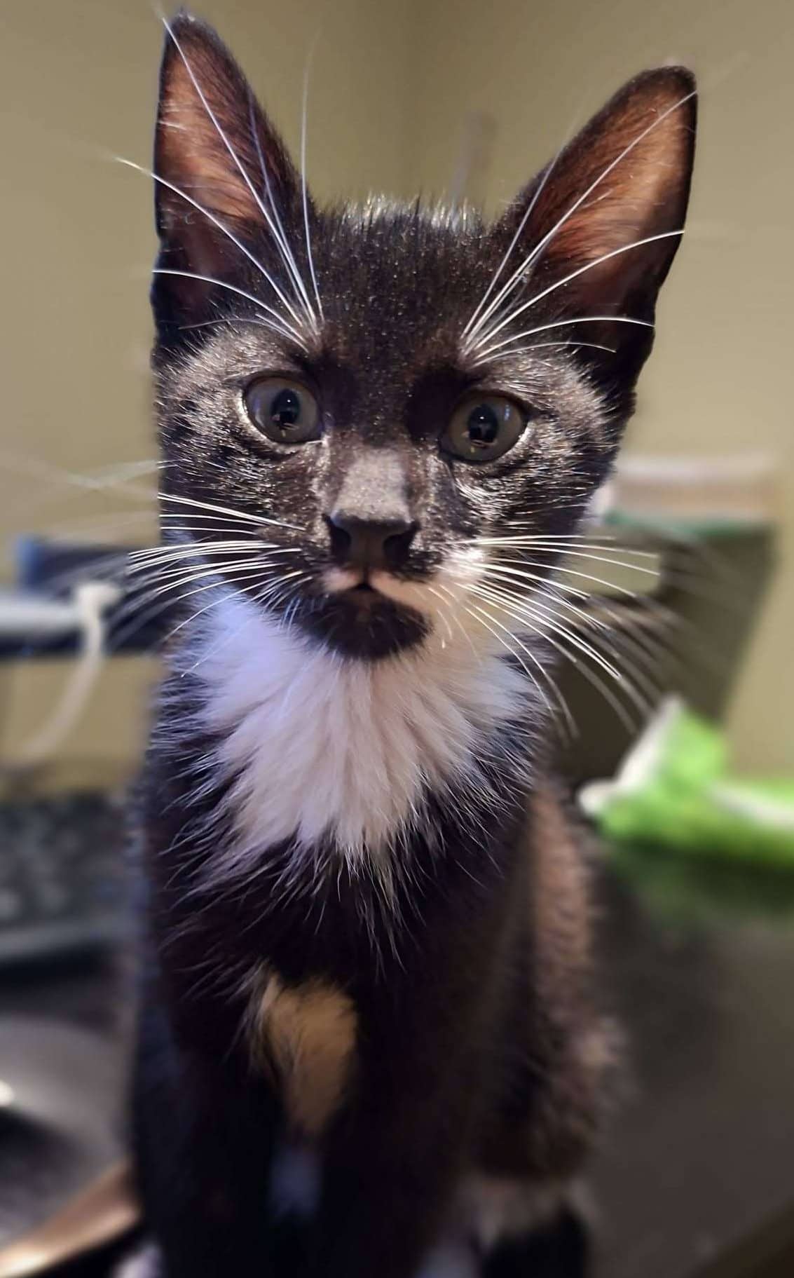 Google - Domestic Shorthair cat available for adoption at Furry Tales Cat Rescue in Ottawa