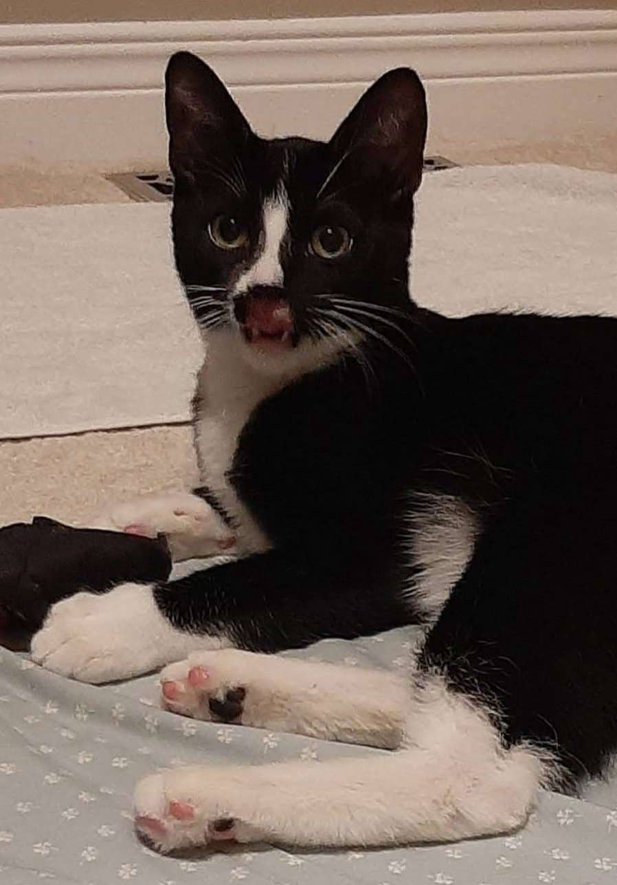 Casper - Domestic Shorthair cat available for adoption in Ontario