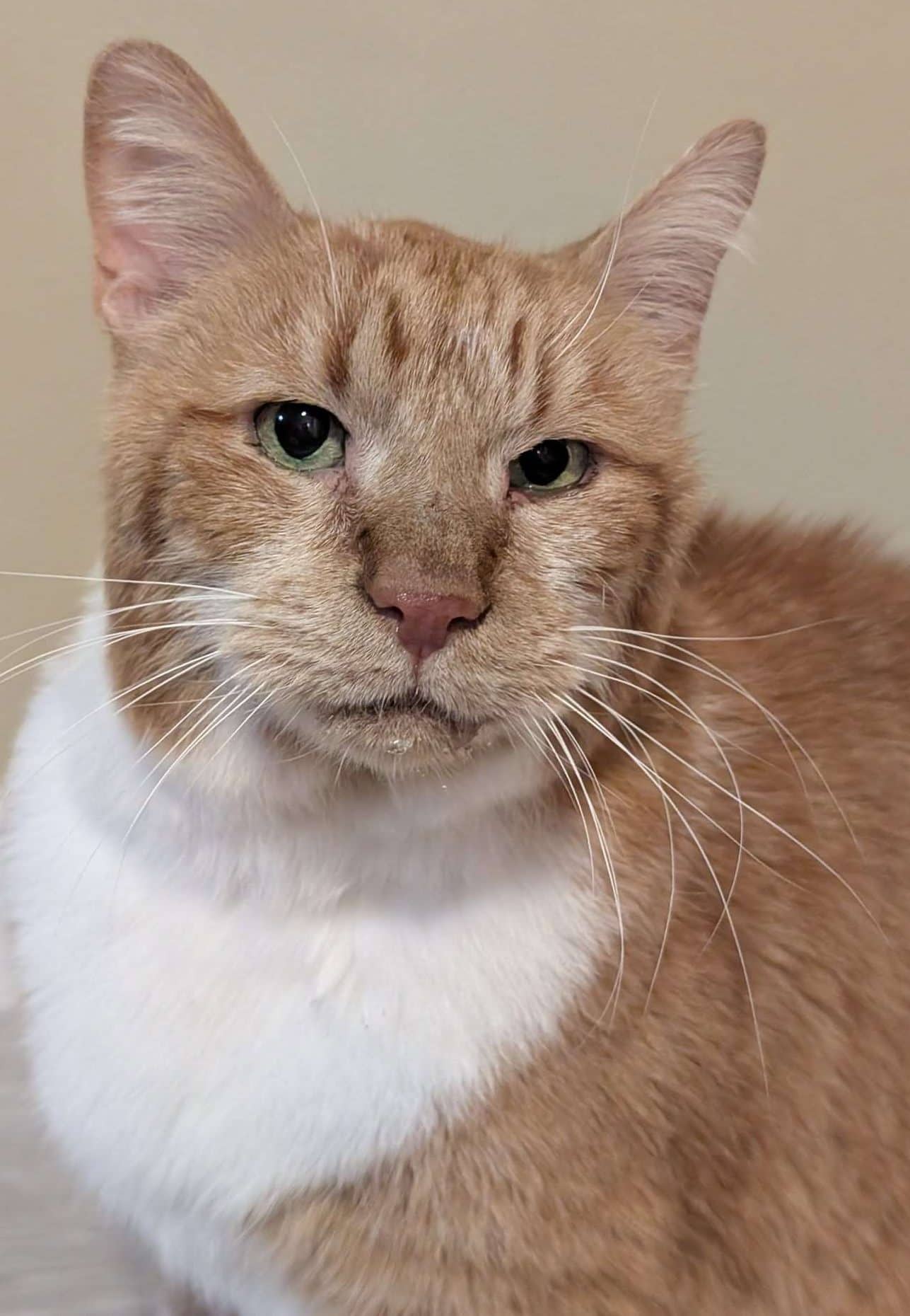 Gaston - Domestic Shorthair available for adoption