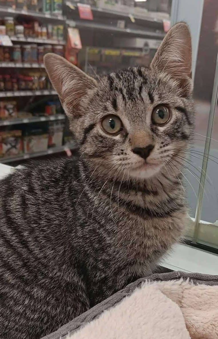 Number - Domestic Shorthair available for adoption