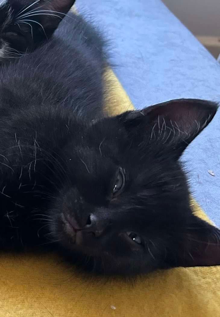 Aster - Domestic Shorthair cat available for adoption at Furry Tales Cat Rescue in Ottawa