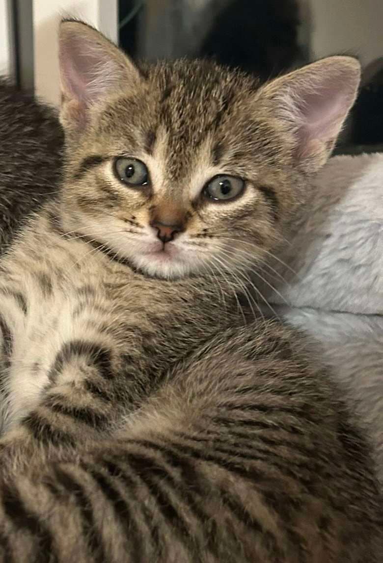 Fig - Domestic Shorthair cat available for adoption at Furry Tales Cat Rescue in Ottawa