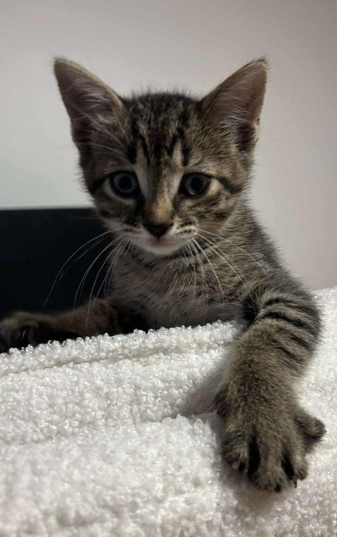 Ladybug - Domestic Shorthair cat available for adoption at Furry Tales Cat Rescue in Ottawa