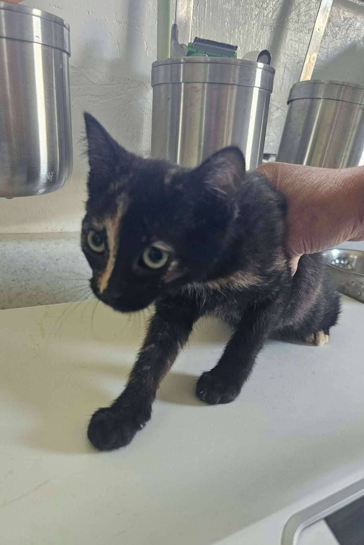 Cool Ranch Dorita - Domestic Shorthair cat available for adoption at Furry Tales Cat Rescue in Ottawa