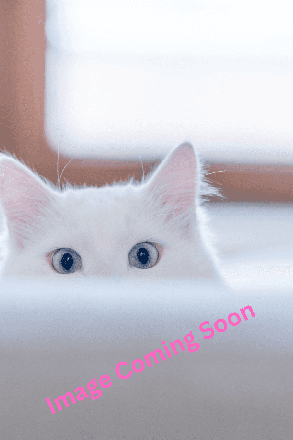 Cherry - Domestic Shorthair available for adoption