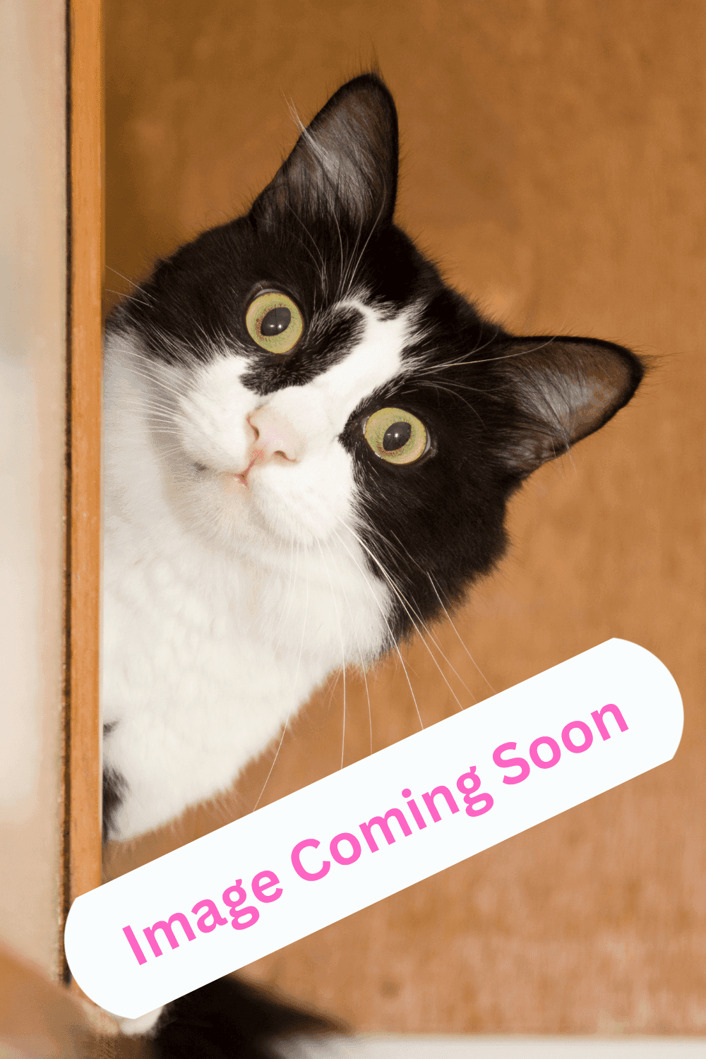 Ross - Domestic Shorthair available for adoption