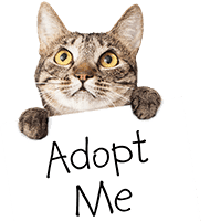 Bug - Domestic Shorthair cat available for adoption at Furry Tales Cat Rescue in Ottawa
