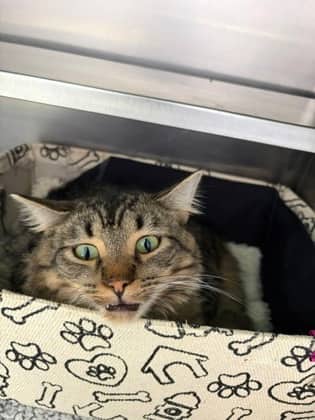 Brady - Domestic Longhair Mix available for adoption